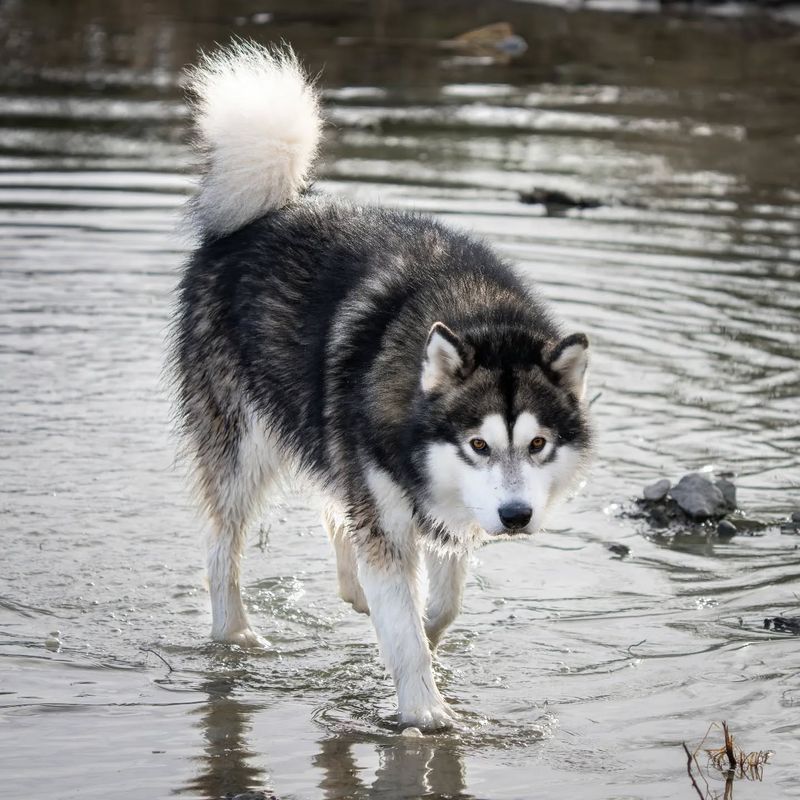 Alaskan Malamute