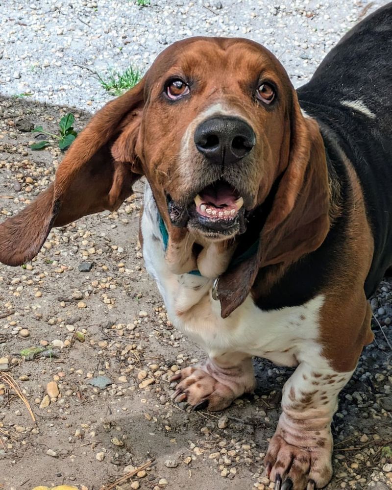 Basset Hound