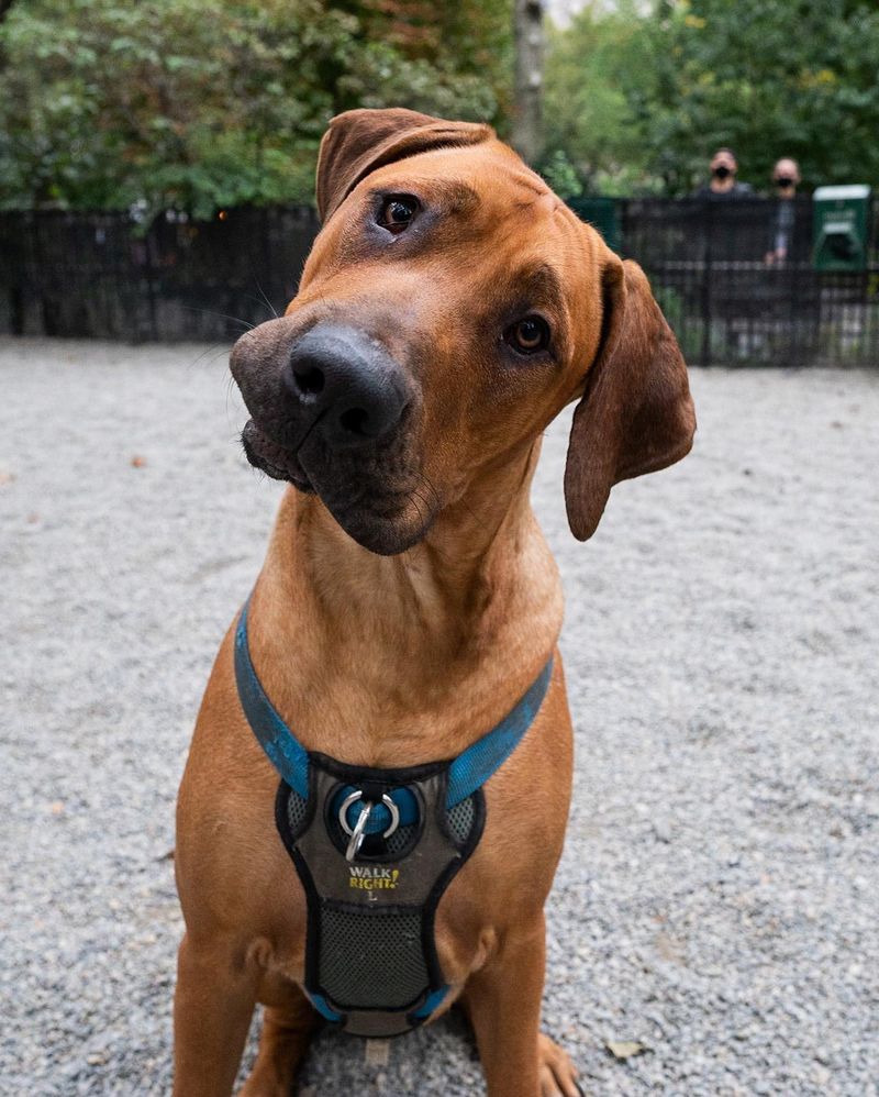 Rhodesian Ridgeback
