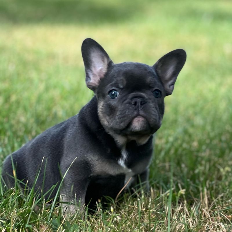 French Bulldog