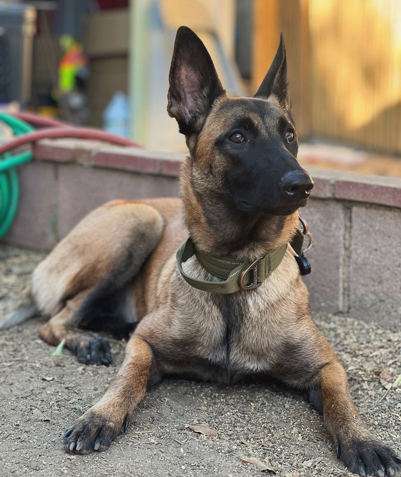 Belgian Malinois