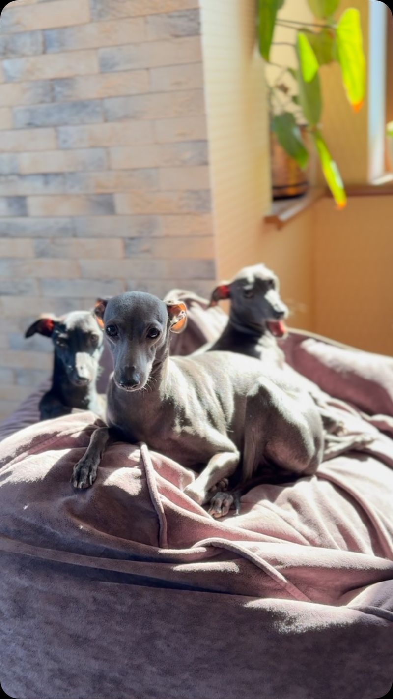 Italian Greyhound