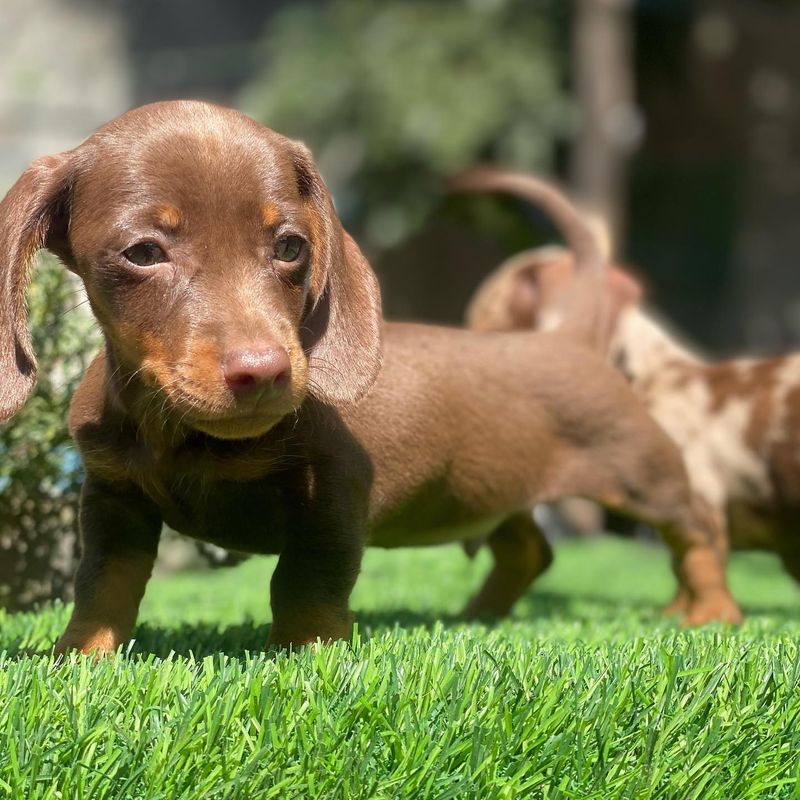 Dachshund