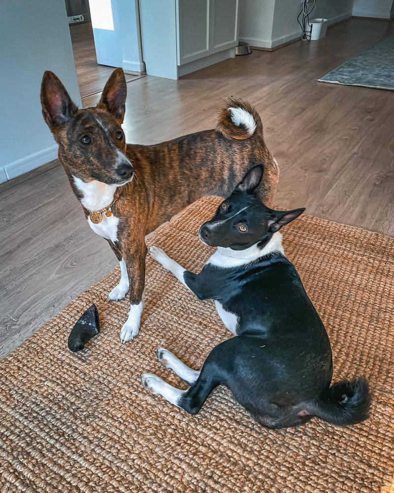 Basenji