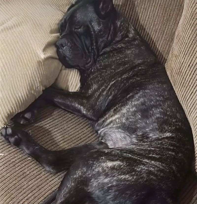 Mastiff