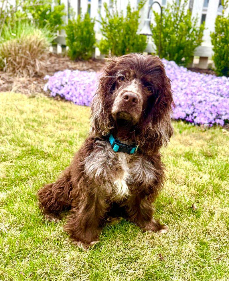 Cocker Spaniel