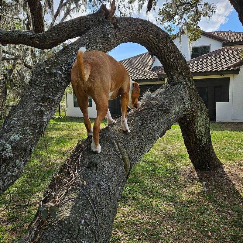 Basenji