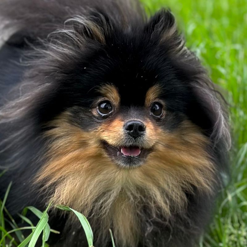 Pomeranian