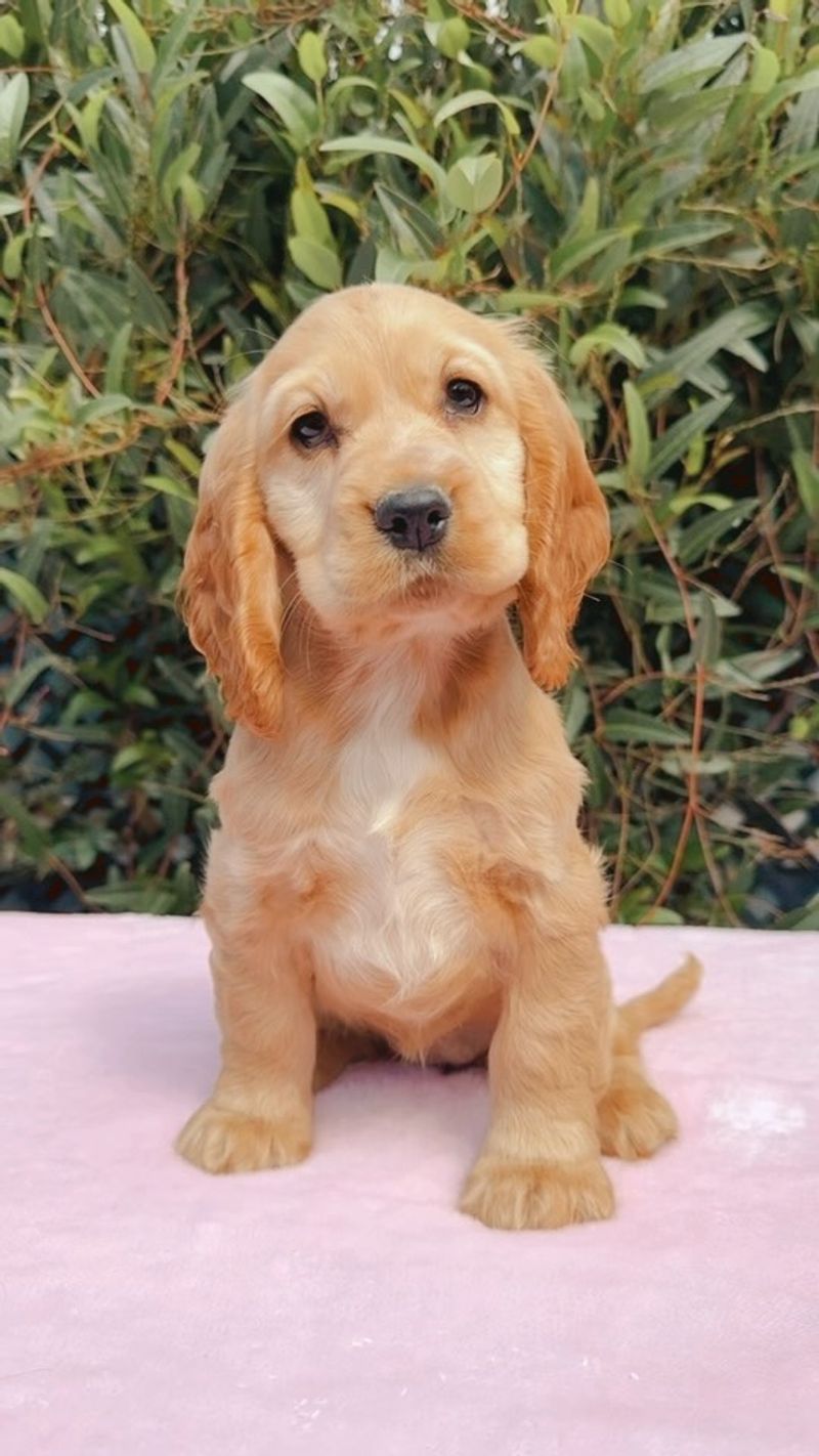 Cocker Spaniel