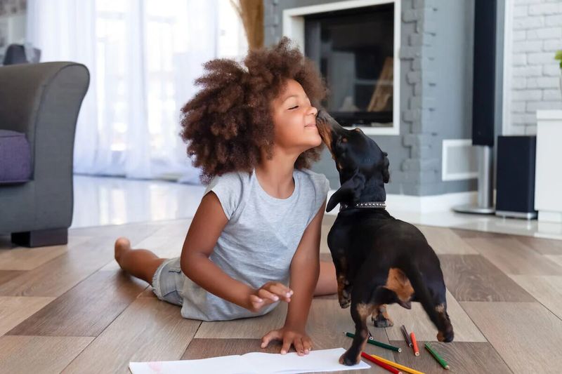 Dachshund