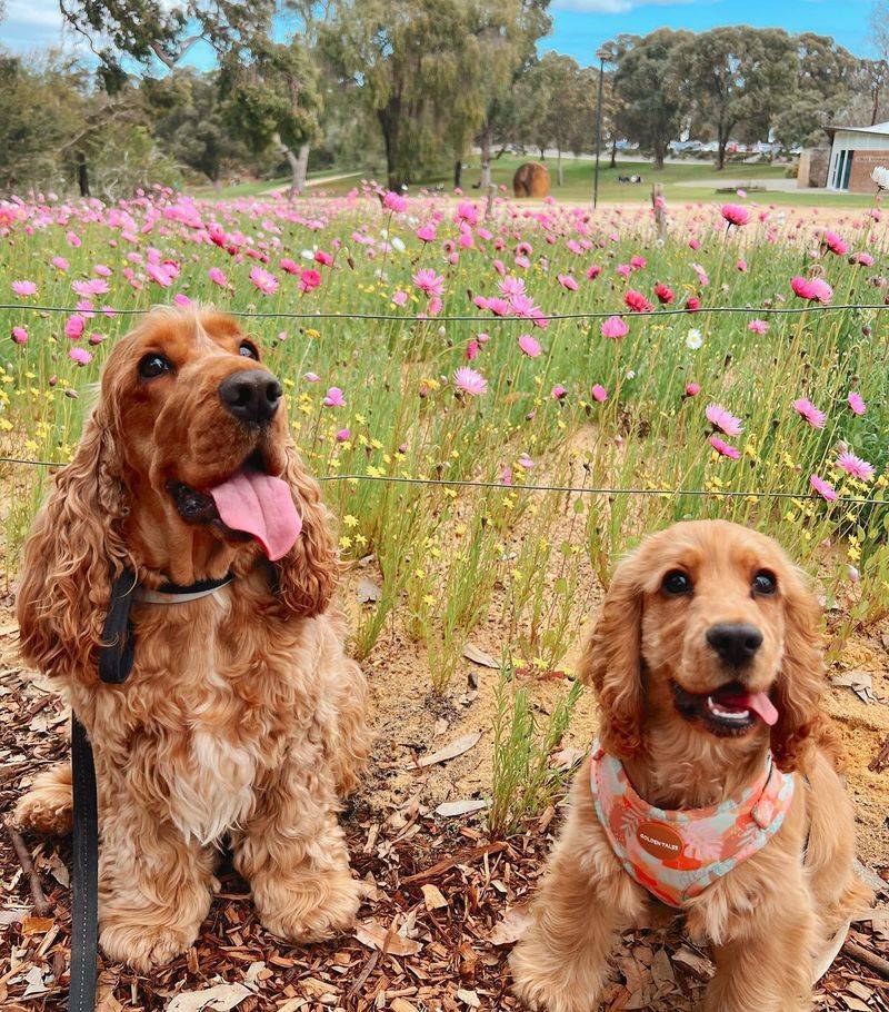 Cocker Spaniel