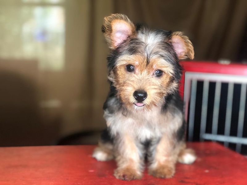 Yorkshire Terrier