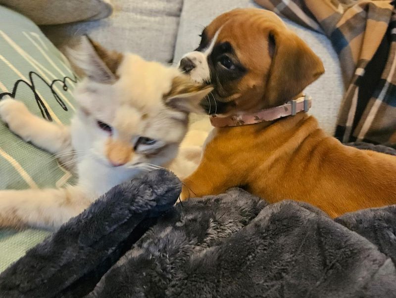 Boxer