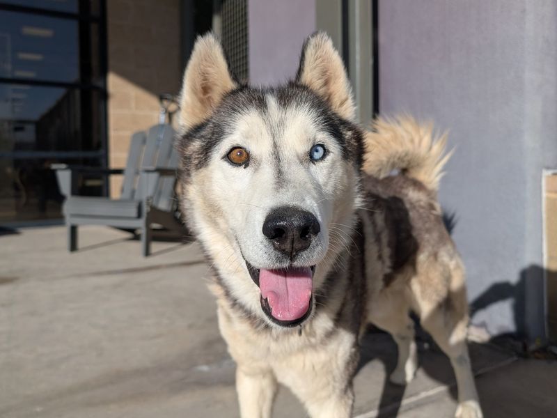 Siberian Husky