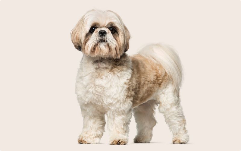 Shih Tzu