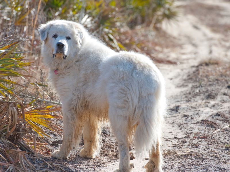 Great Pyrenees