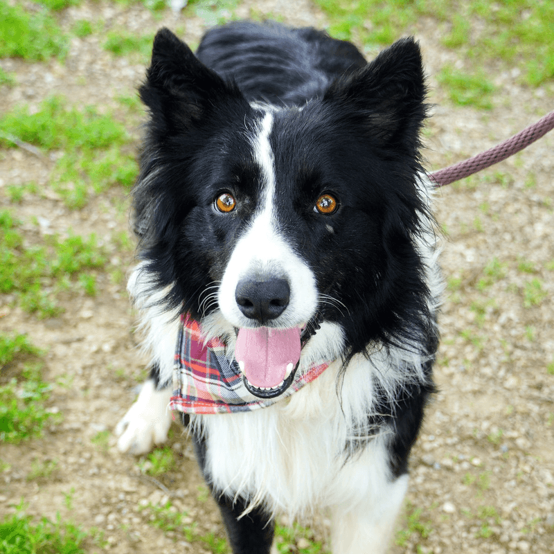Border Collie