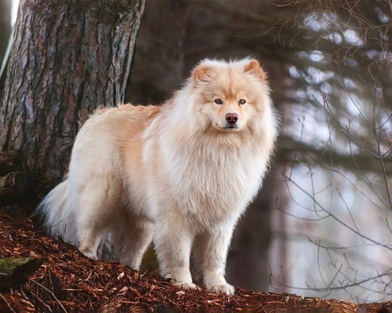Finnish Lapphund