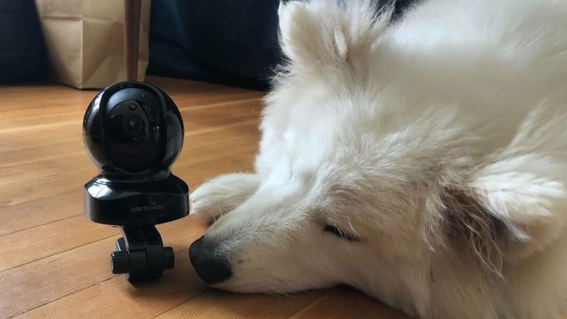 Pet Surveillance Camera