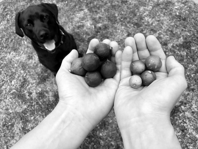 Macadamia Nuts