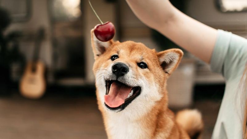 Cherries