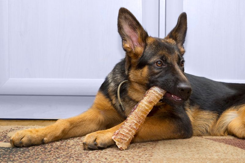Guarding Food or Toys