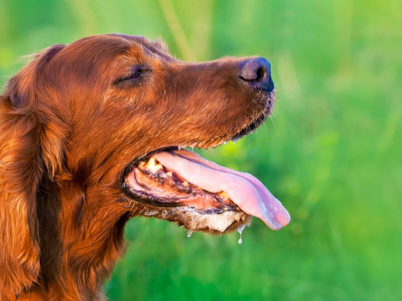 Excessive Panting