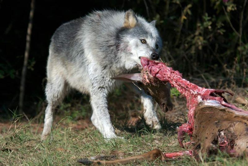 Wild Diet Preferences