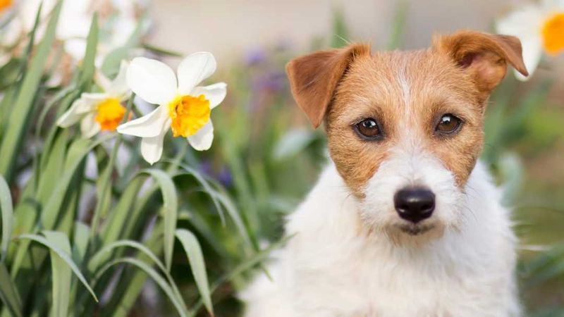 Daffodil