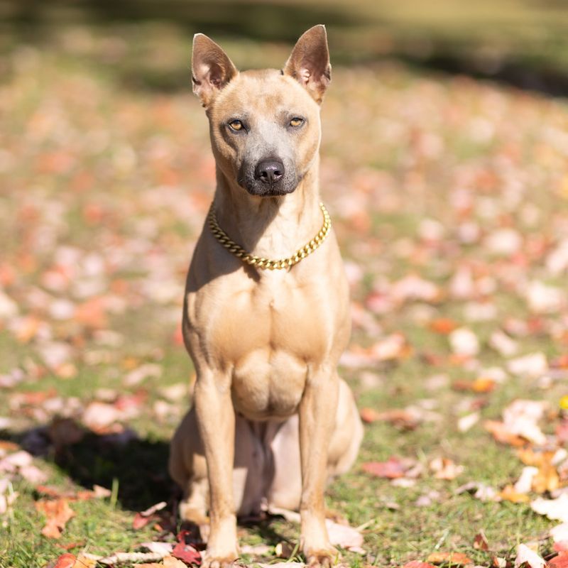 Thai Ridgeback