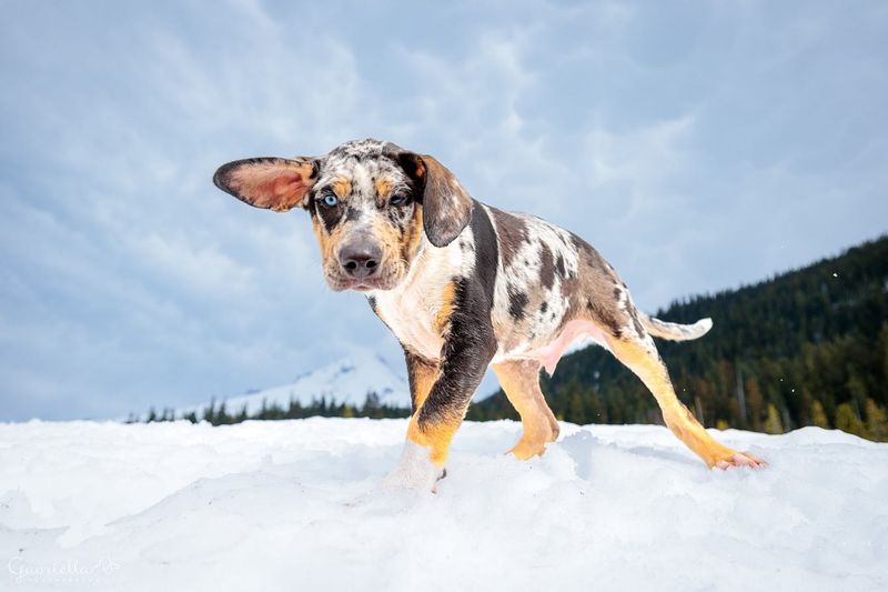 Catahoula Leopard Dog