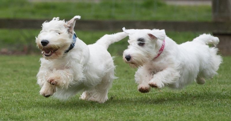 Sealyham Terrier