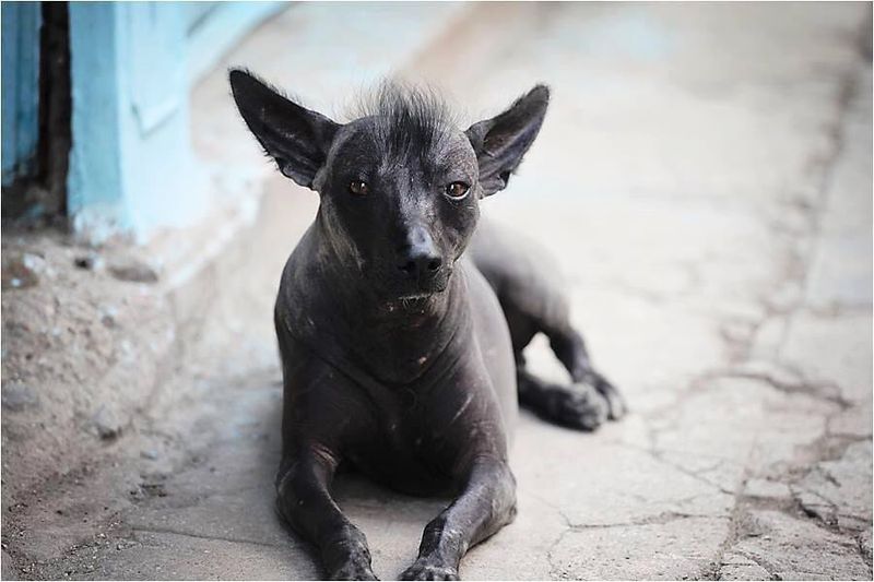 Xoloitzcuintli