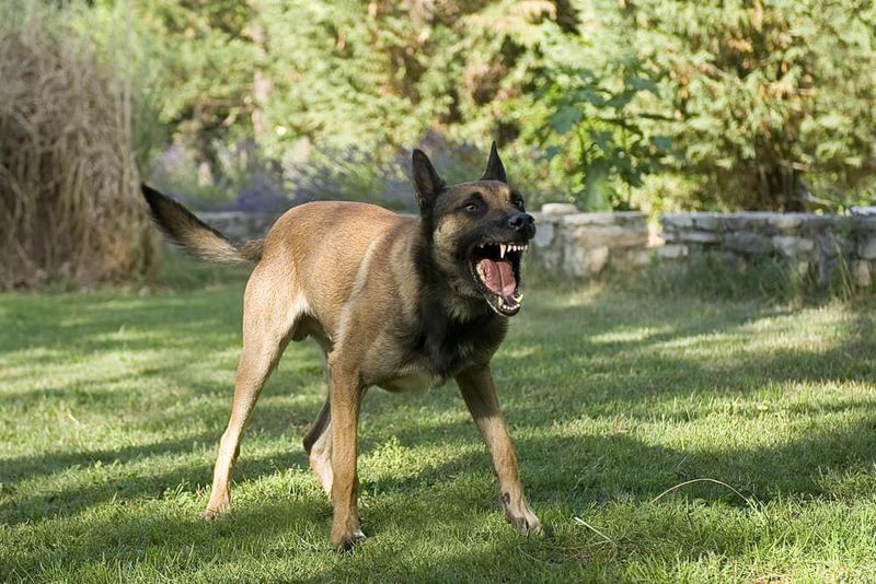Unusual Aggression