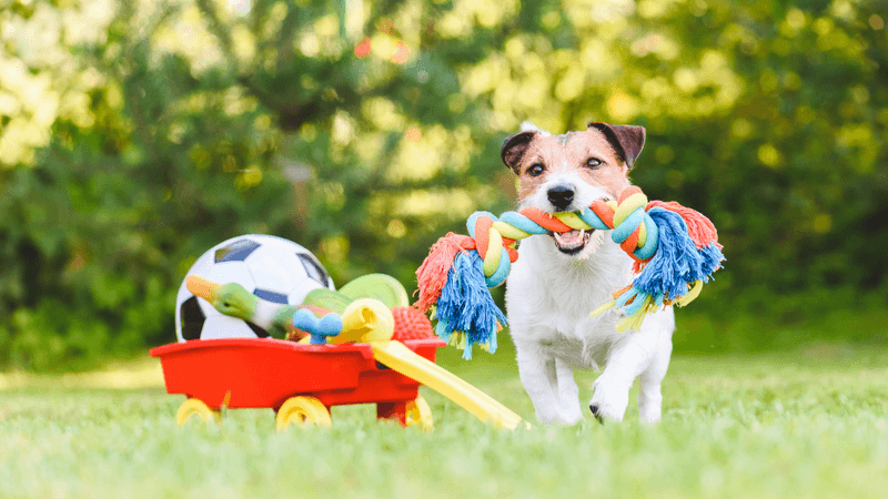 Playtime Fun