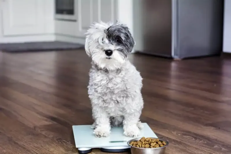 Portion Control