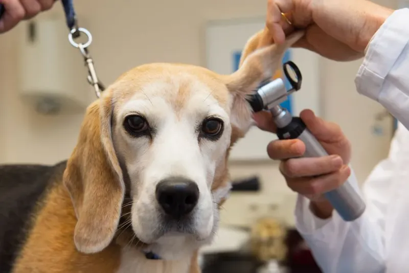 Regular Veterinary Care