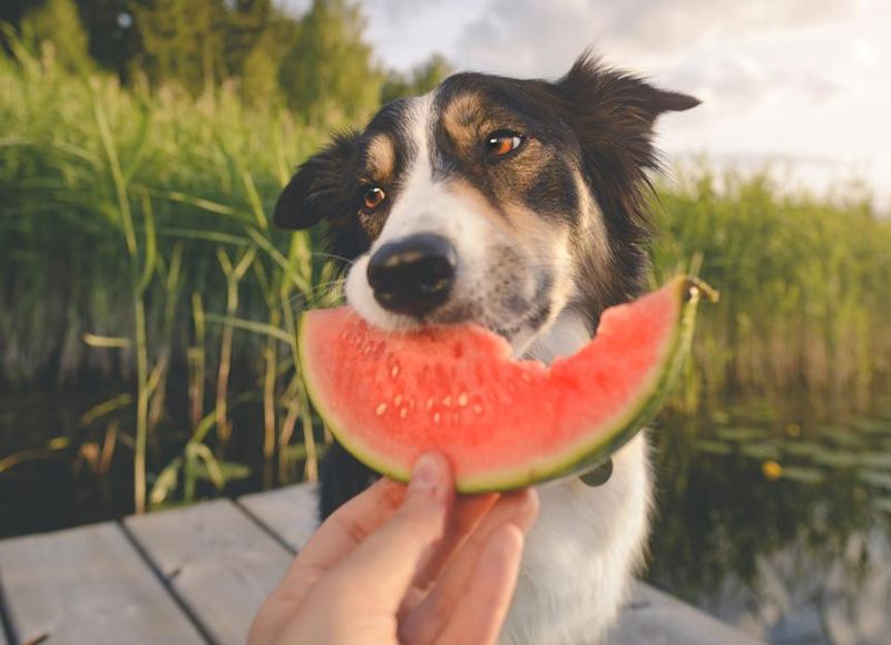 Watermelon