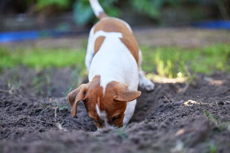 Digging