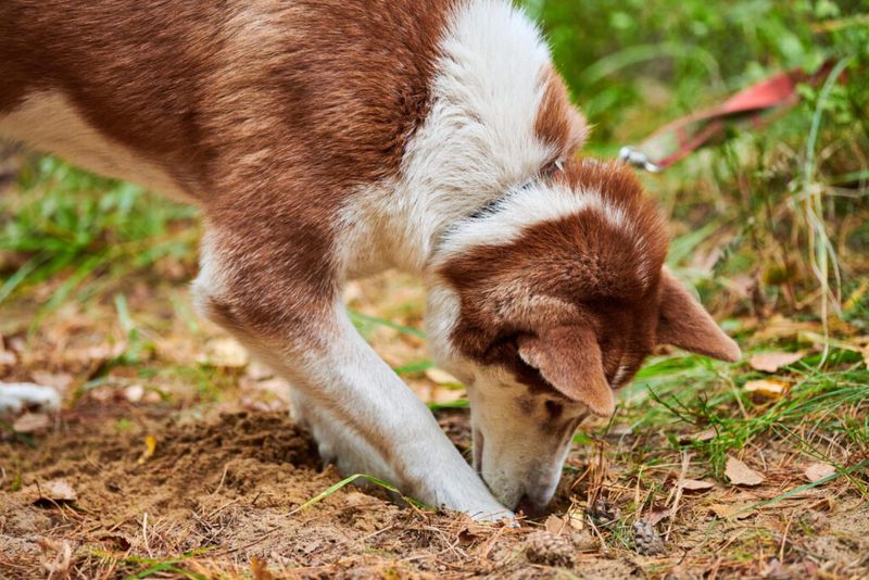 Digging