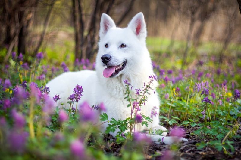 Myth: Dogs See in Black and White