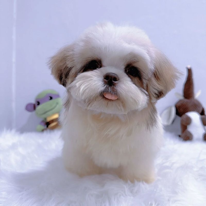 Shih Tzu