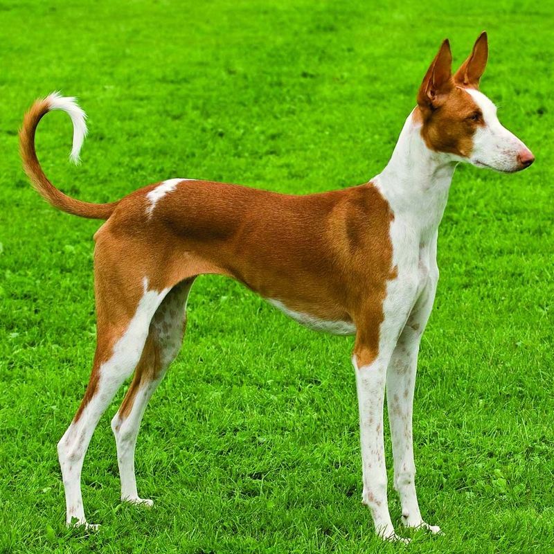 Ibizan Hound