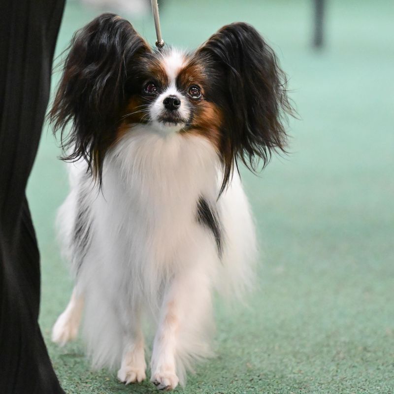 Papillon