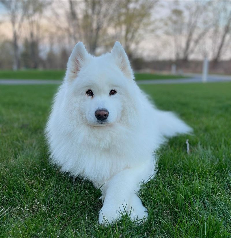 Samoyed