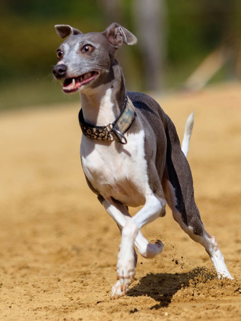 Italian Greyhound