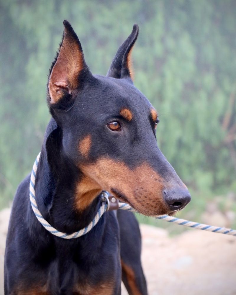 Doberman Pinscher