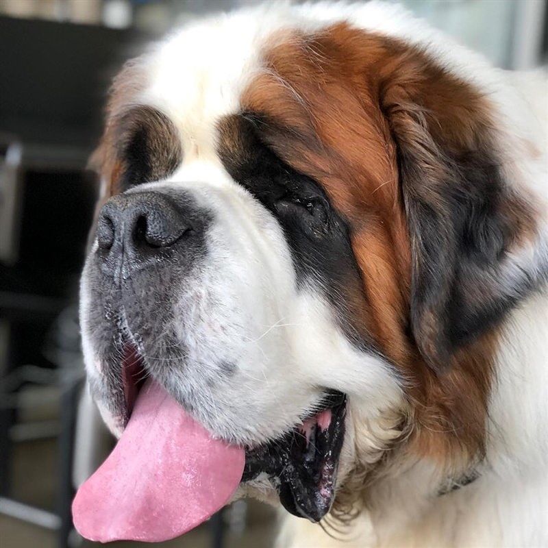 Saint Bernard