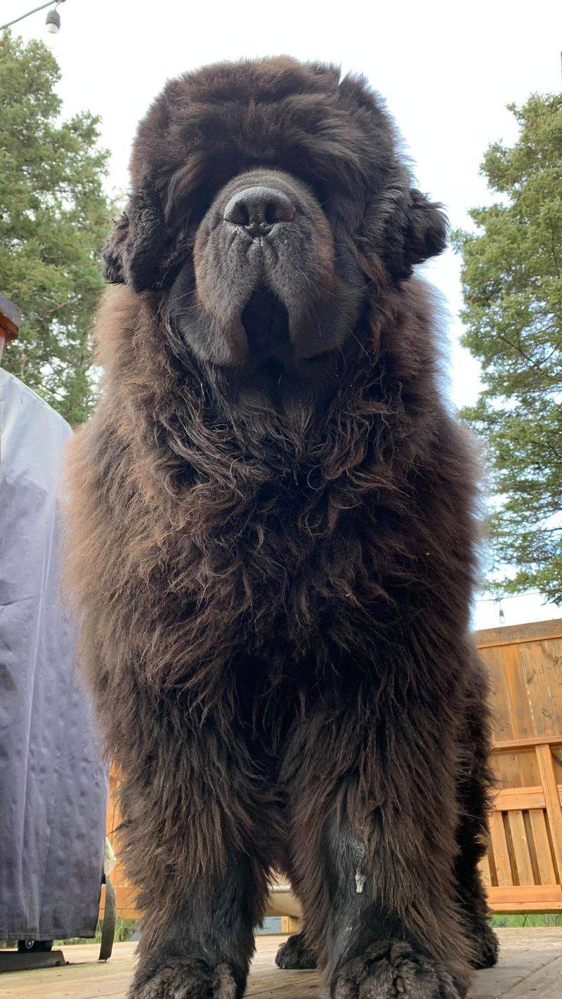Newfoundland