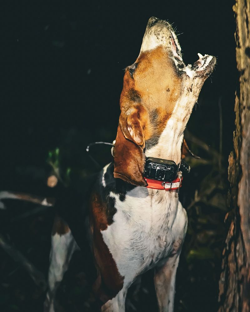 Coonhound
